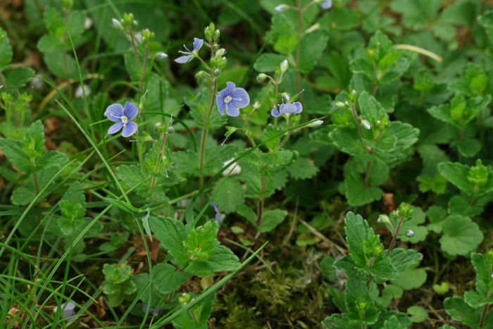 Цветок вероника дубравная