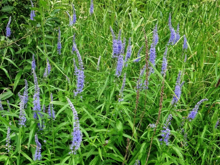 Вероника длиннолистная синяя