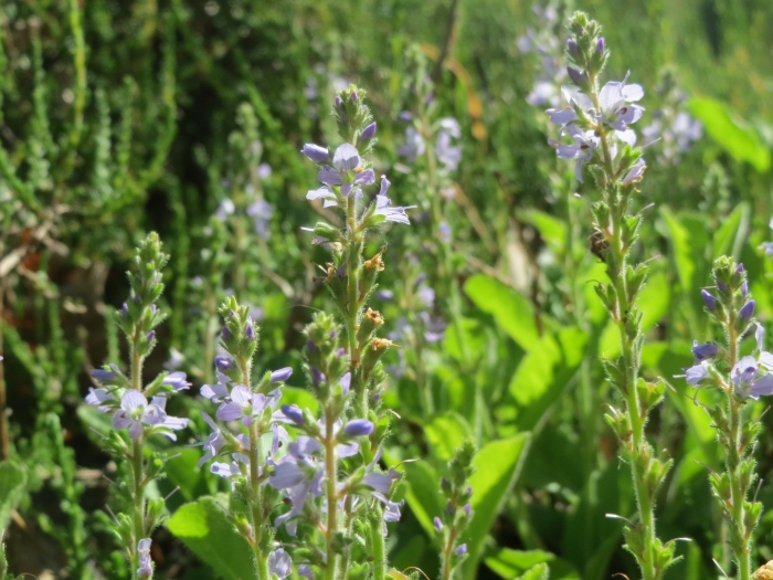 Вероника лекарственная veronica officinalis