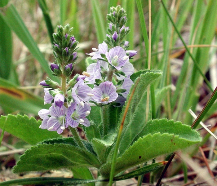 Вероника лекарственная трава