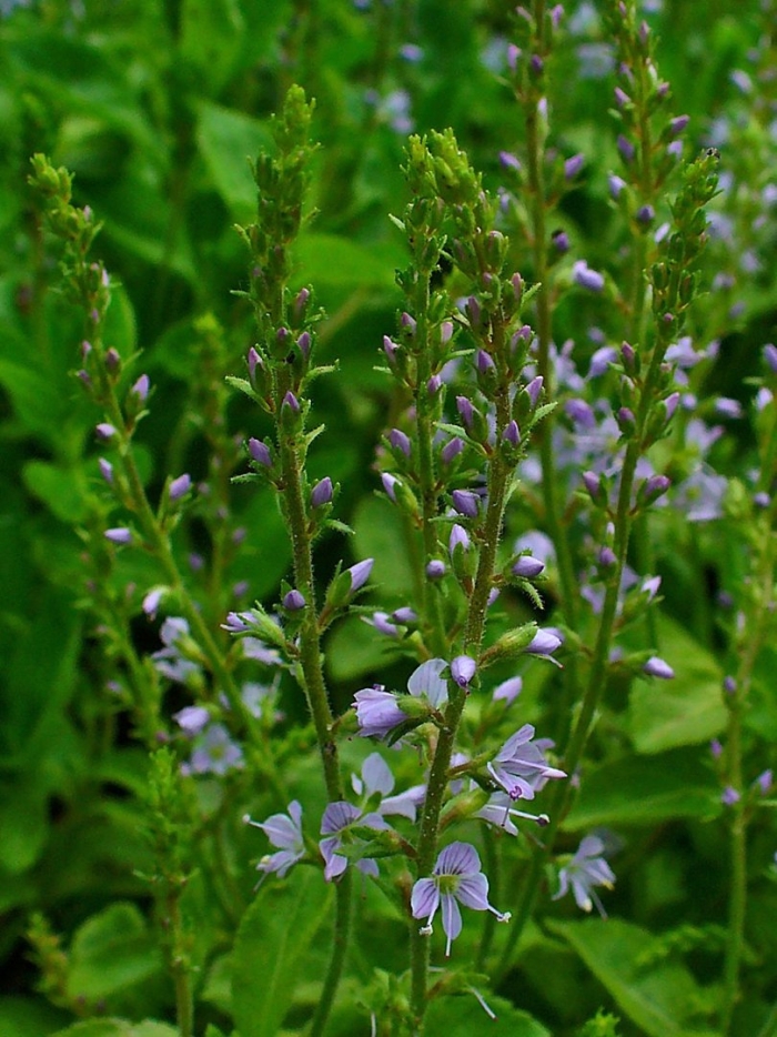 Veronica officinalis