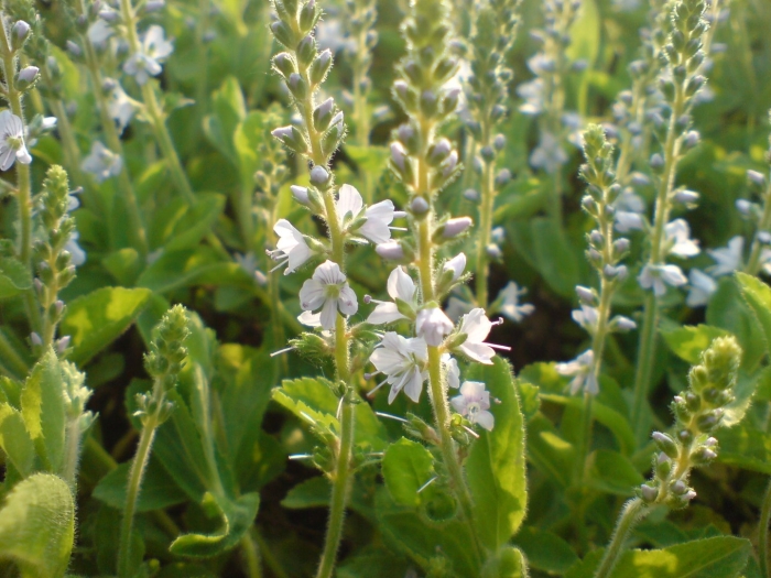 Veronica officinalis