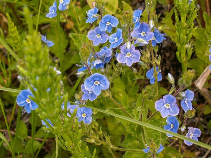 Вероника дубравная
