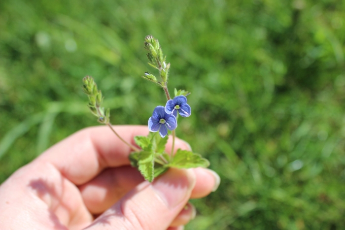 Вероника дубравная – veronica officinalis