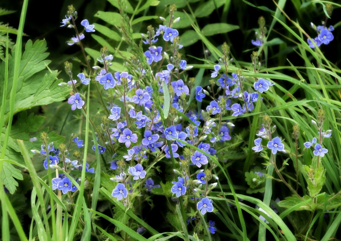 Вероника дубравная ползучая