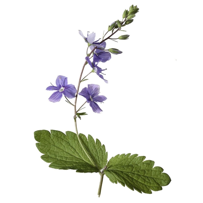 Вероника дубравная цветок