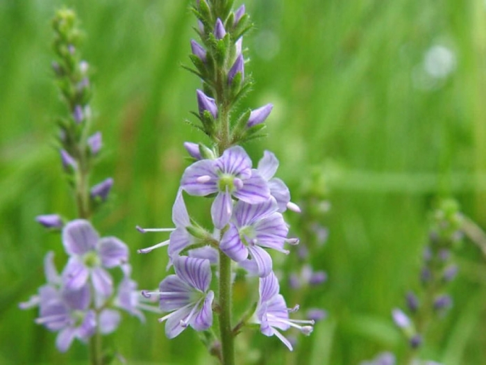 Трава вероника лекарственная