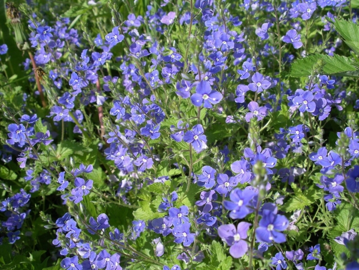 Вероника дубравная veronica chamaedrys