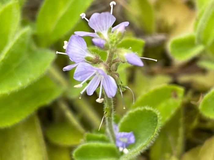 Вероника лекарственная veronica officinalis