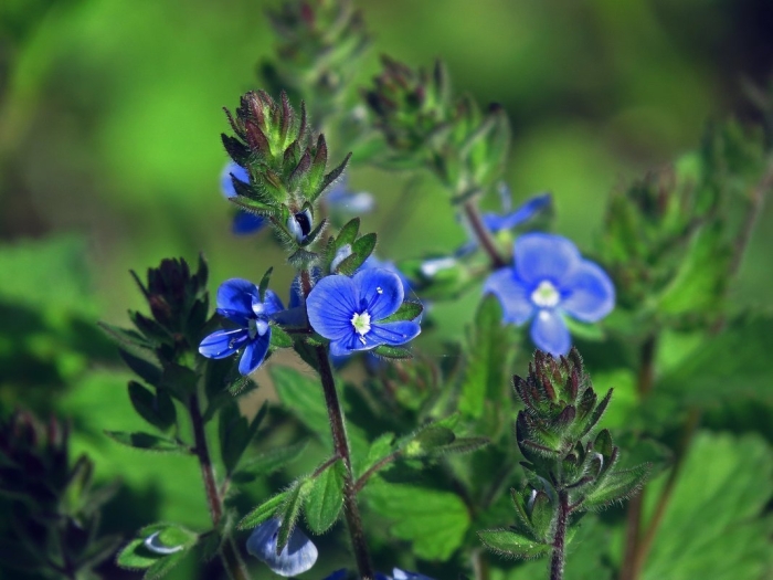 Вероника дубравная