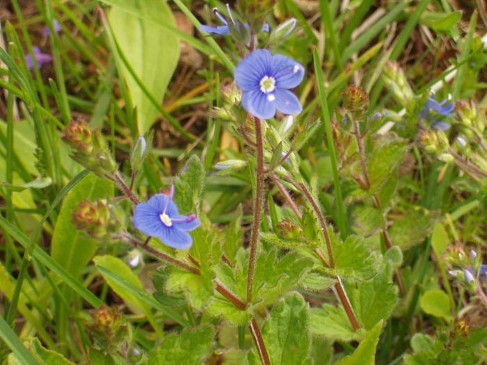 Вероника дубравная луговые цветы
