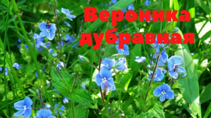 Травянистые растения вероника дубравная
