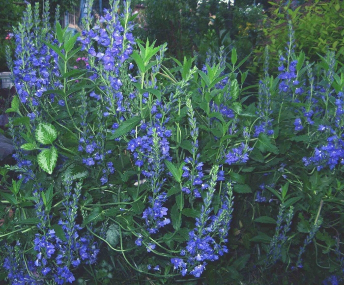 Вероника широколистная veronica teucrium