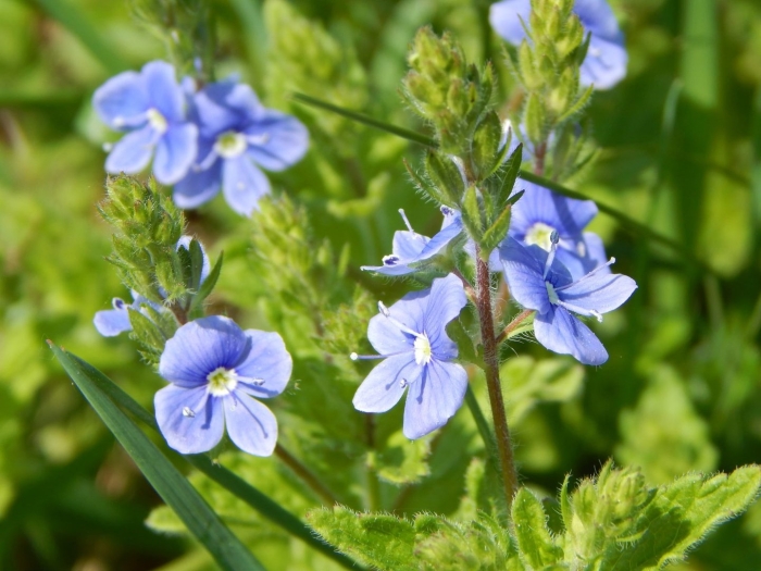 Вероника дубравная veronica chamaedrys