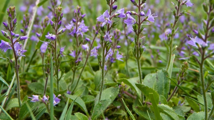 Вероника лекарственная veronica officinalis