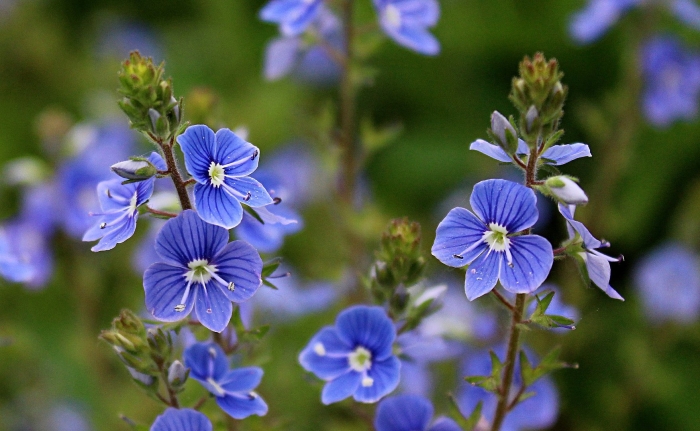 Вероника лекарственная