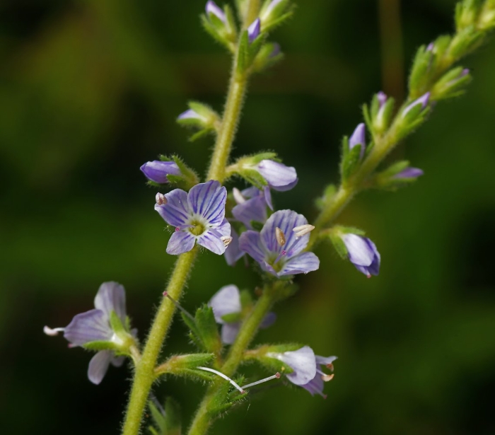 Вероника лекарственная veronica officinalis
