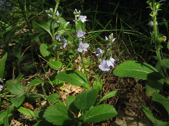 Вероника лекарственная veronica officinalis