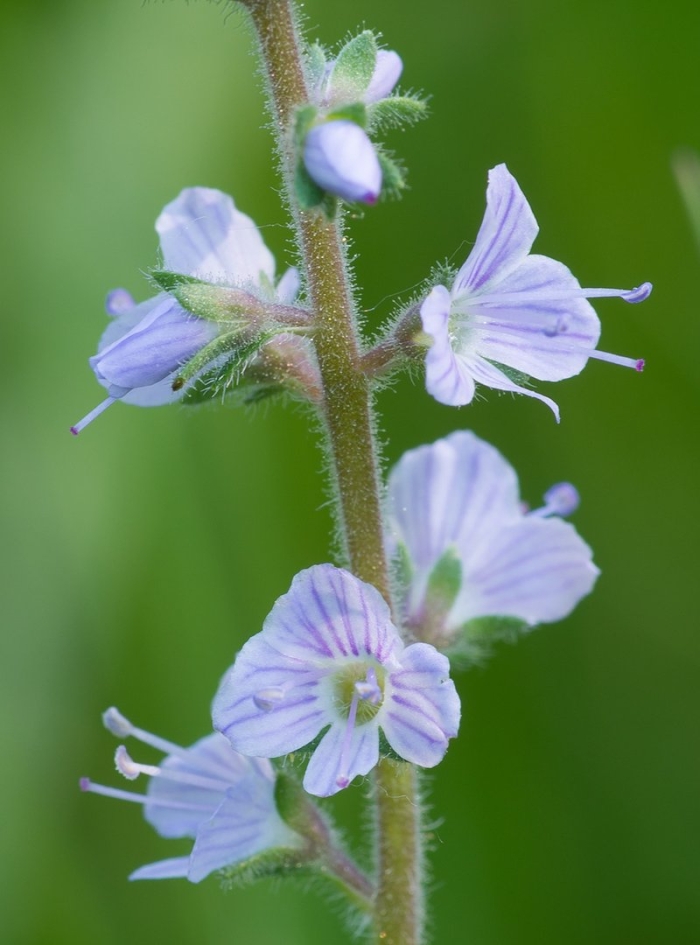 Вероника лекарственная veronica officinalis