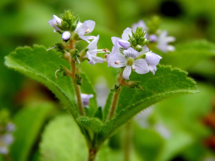 Вероника лекарственная veronica officinalis