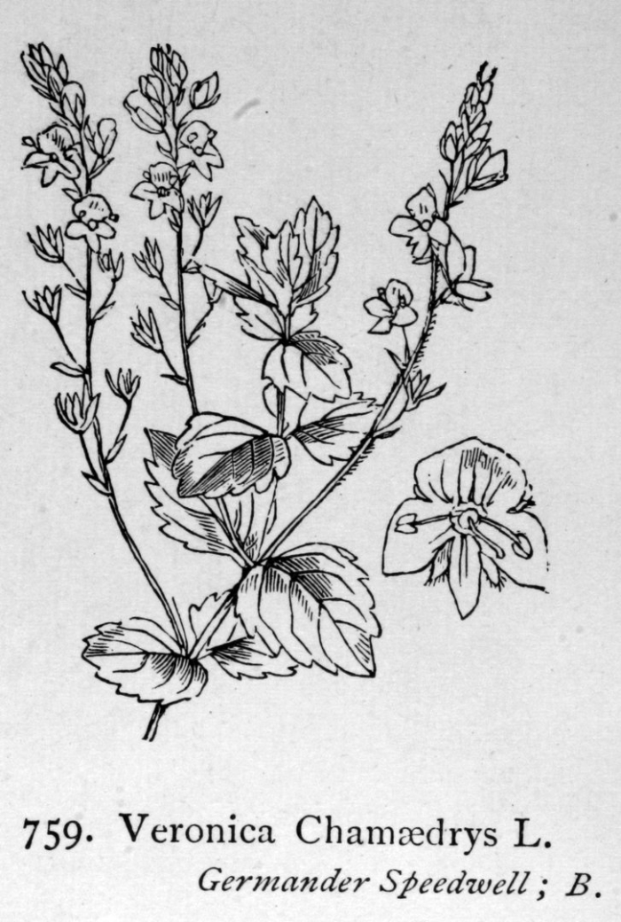 Вероника дубравная растение