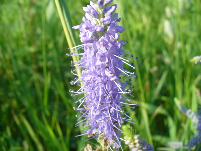 Вероника длиннолистная