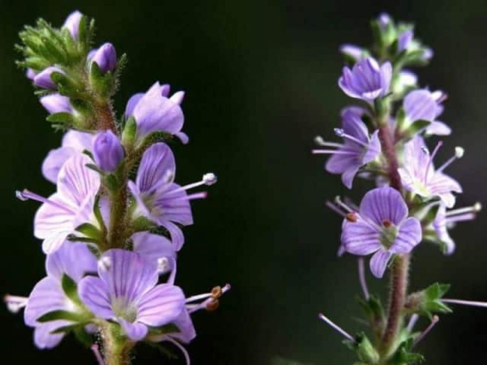 Veronica officinalis