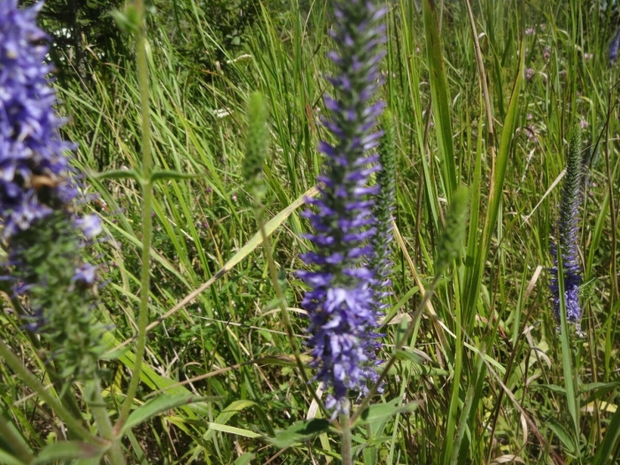 Вероника полевая растение