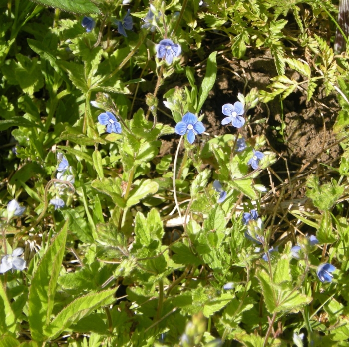 Вероника дубравная veronica chamaedrys