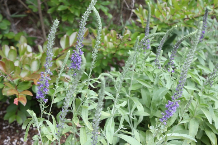 Вероника длиннолистная блауризин