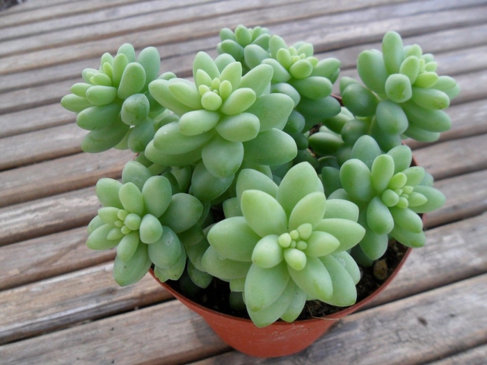 Крассула седум моргана