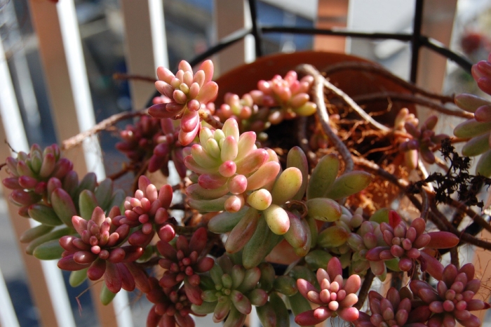 Суккулент очиток седум рубротинктум