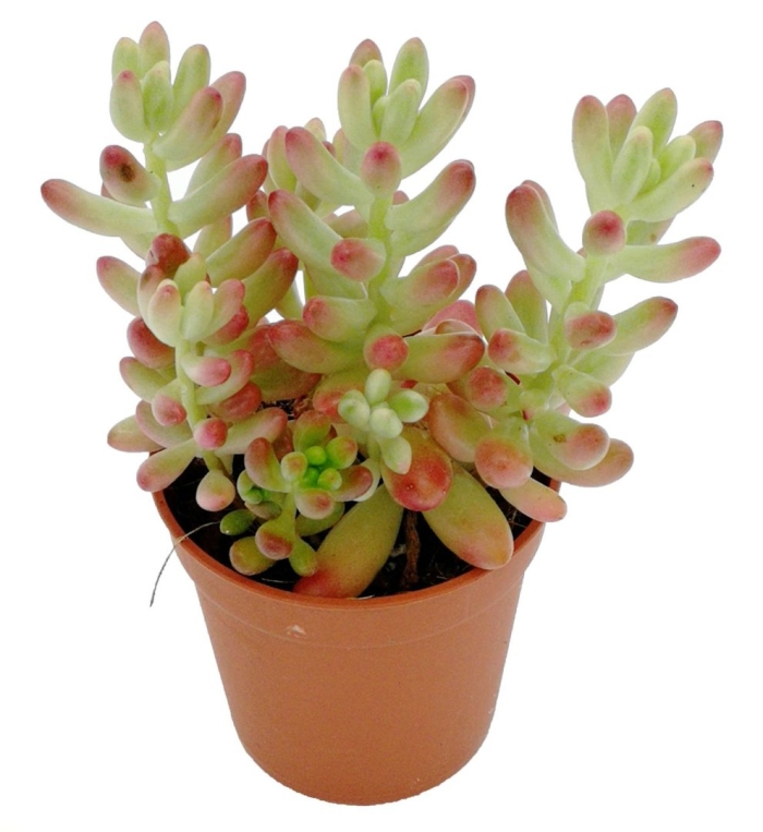 Седум очиток