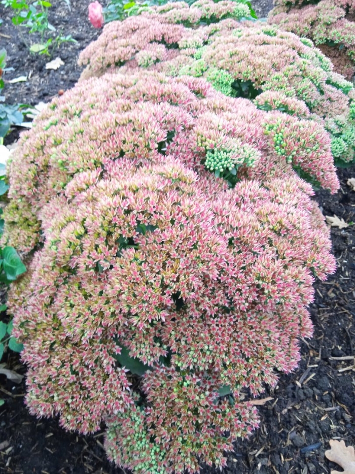 Седум очиток видный