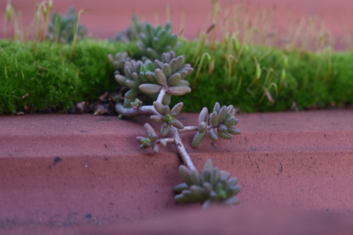 Седум белый