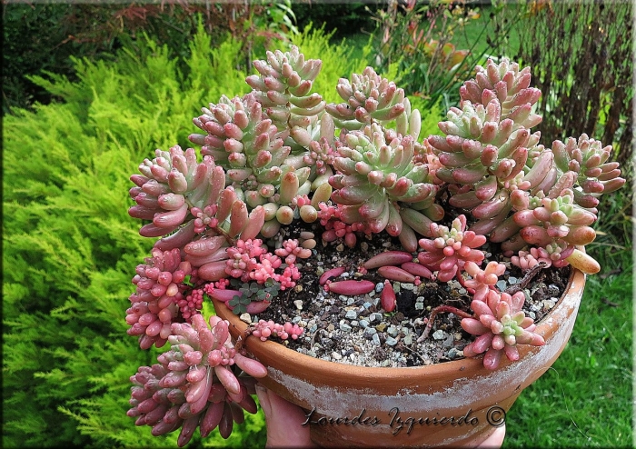 Седум рубротинктум аврора