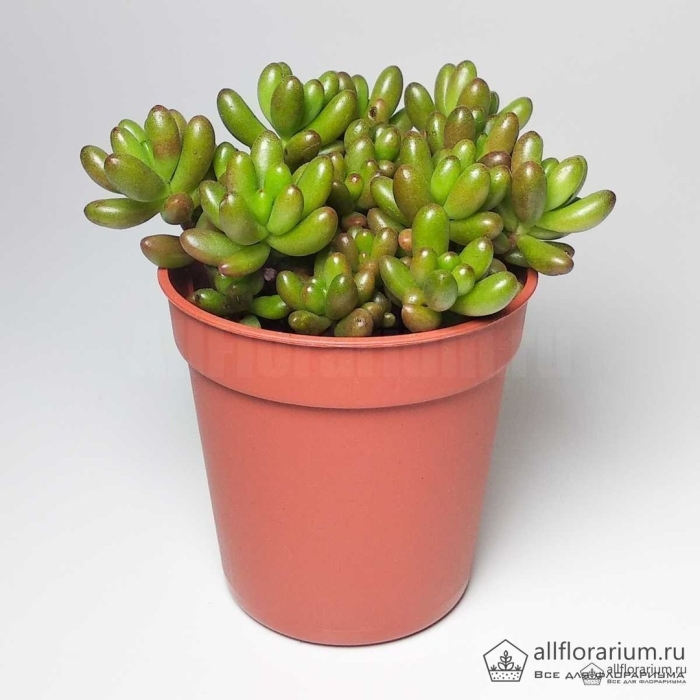 Седум рубротинктум