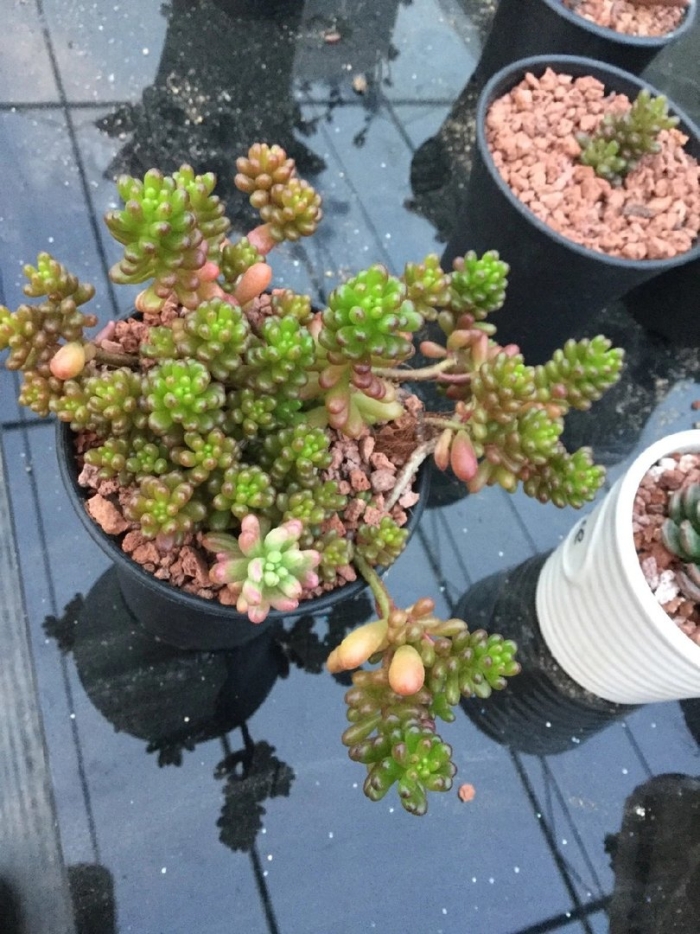 Суккулент очиток седум рубротинктум