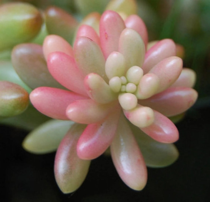 Седум рубротинктум аврора