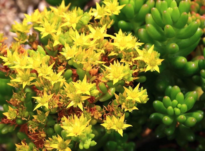 Очиток sedum acre