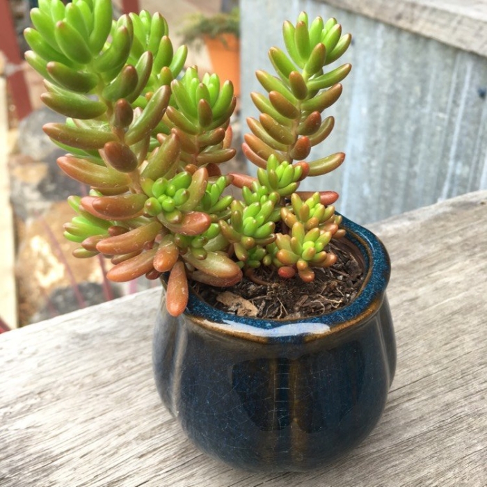 Седум суккулент