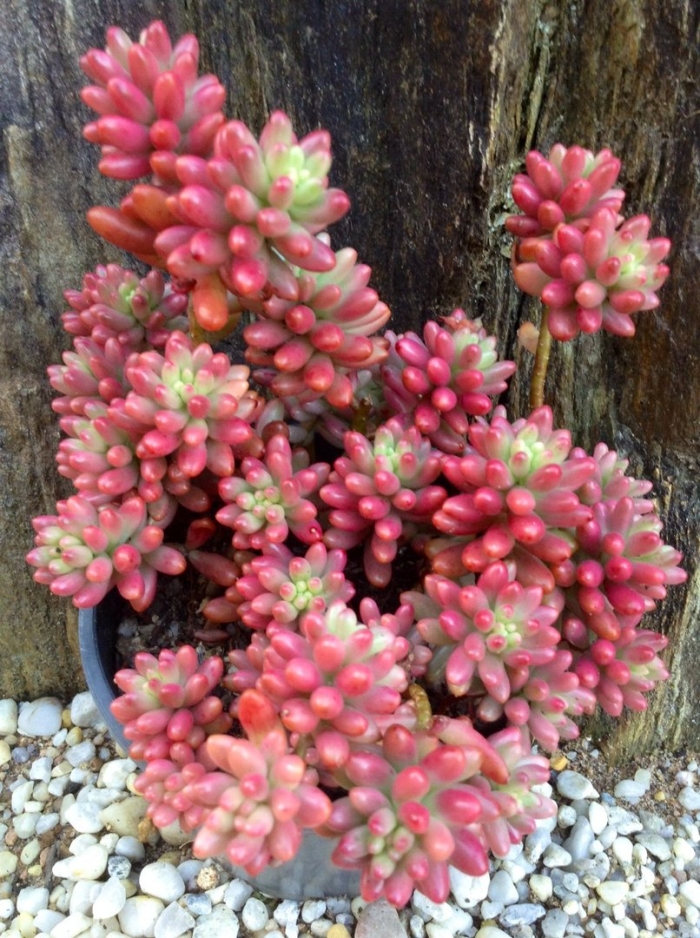 Седум (очиток) рубротинктум