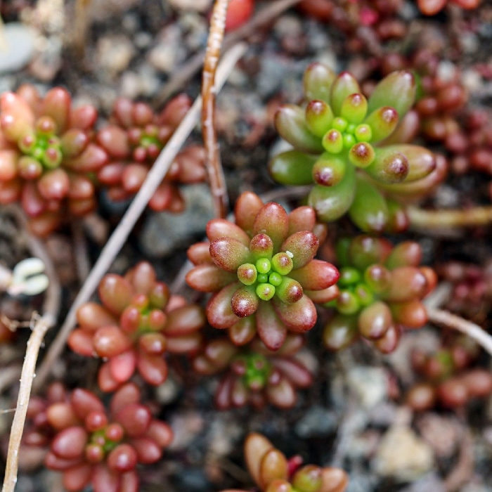 Sedum rubrotinctum седум рубротинктум (красноточковый)