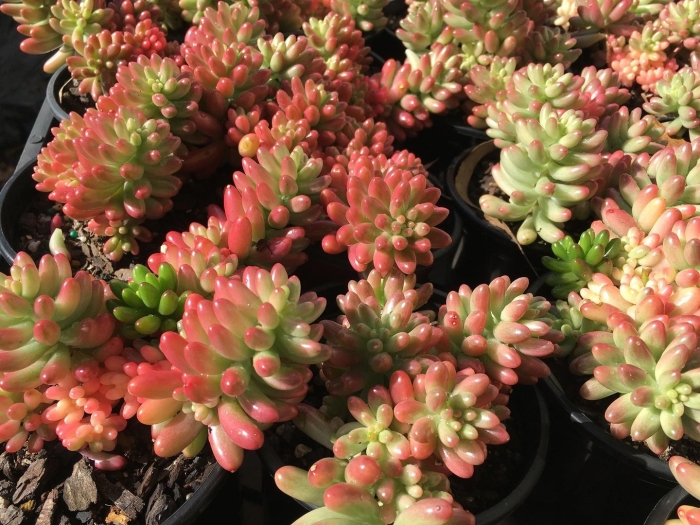 Крассула седум моргана