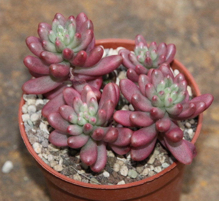 Седум рубротинктум аврора