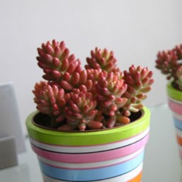 Седум красноокрашенный