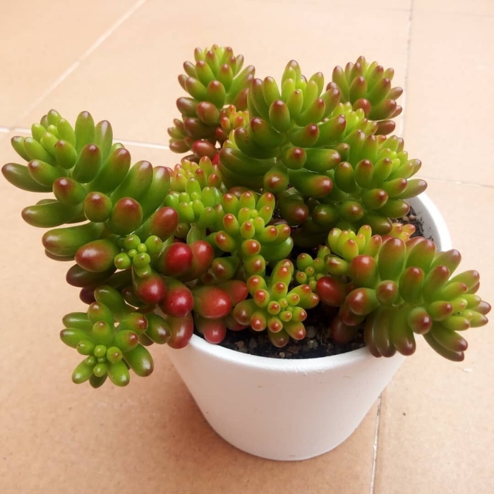 Рубротинктум суккулент