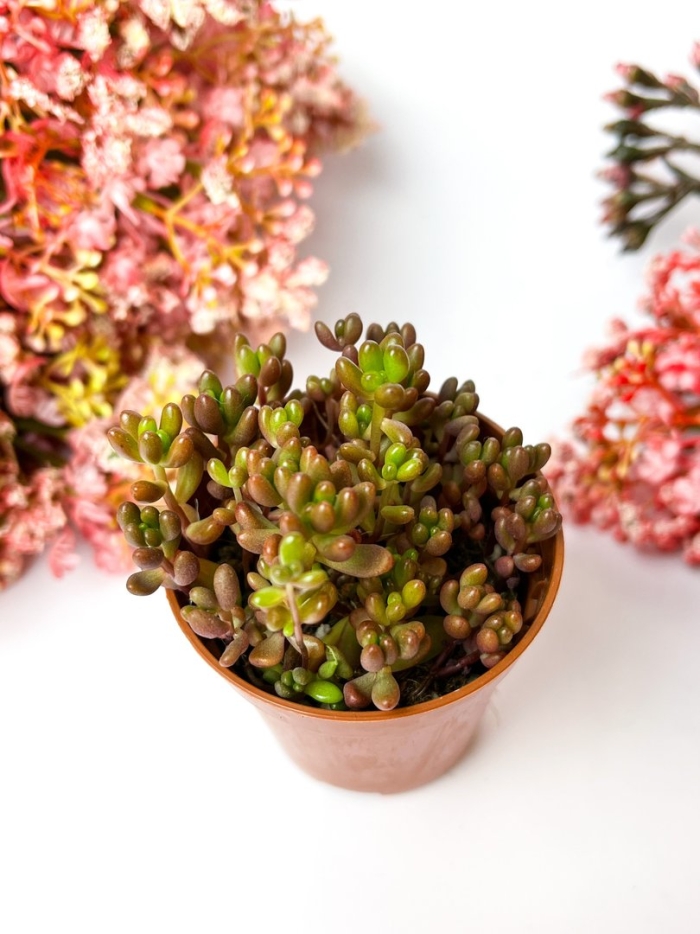 Суккулент седум рубротинктум