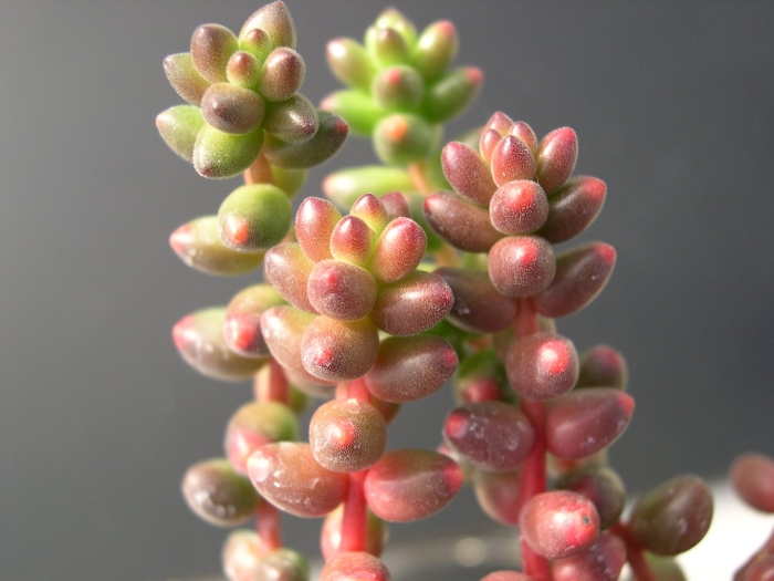 Sedum stahlii