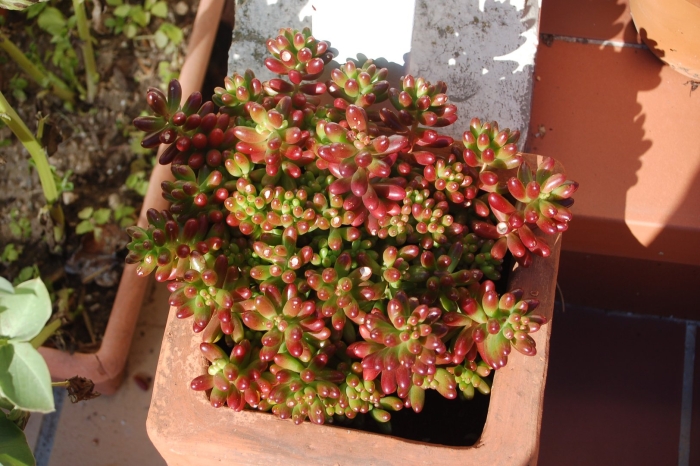 Суккулент седум рубротинктум